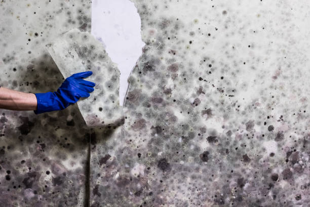 Reliable Belhaven, NC Mold Removal Solutions