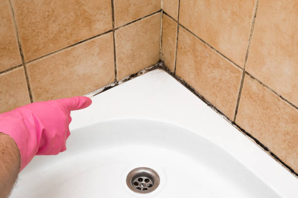 Best Crawl Space Mold Removal  in Belhaven, NC